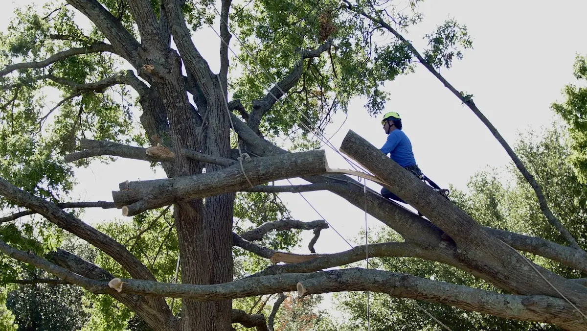 Professional Crown Thinning performed by certified arborists in Uvalda