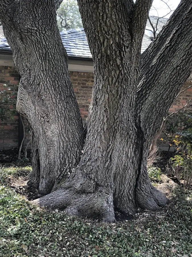 Mature heritage tree close to a Uvalda property cared for by certified arborists